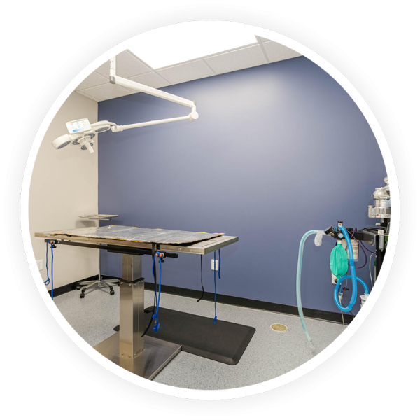 Oral Health & Dental Care Vet in Canton Sixes Animal Hospital