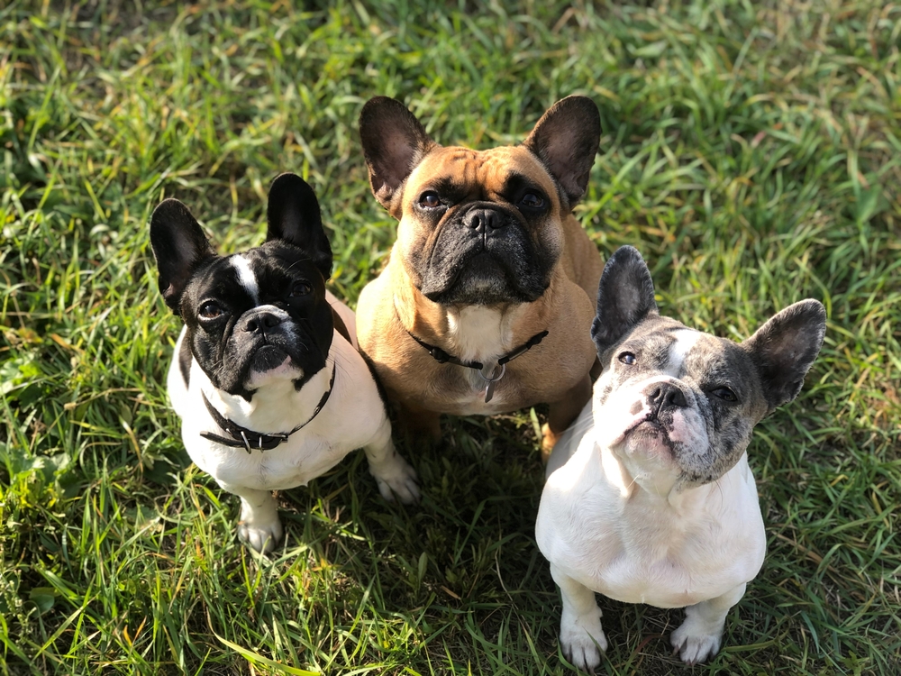 A frenchie dog shops