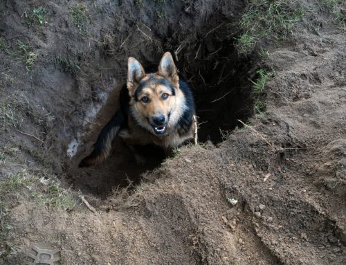 Dirty Secrets: What Your Pets Are Bringing Home From the Yard