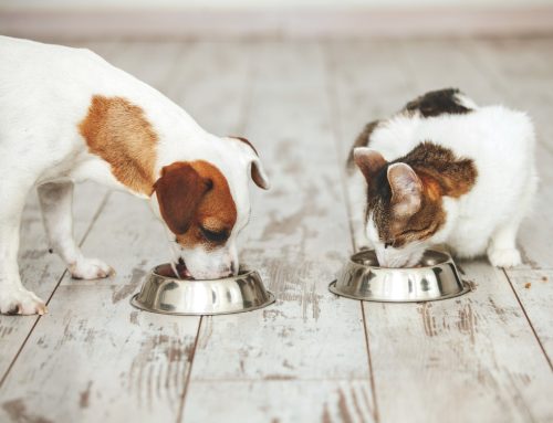 Pet Nutrition Myths Exposed