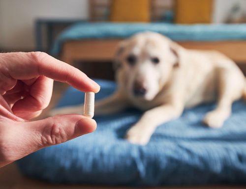 Mastering Pet Medication: Expert Tips from Sixes Animal Hospital