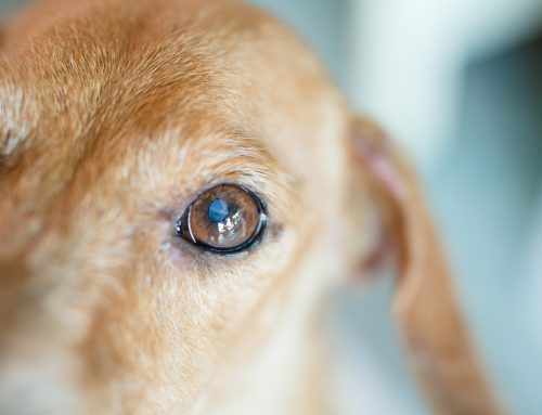 Chronic Pain in Aging Pets: A Guide for Pet Owners