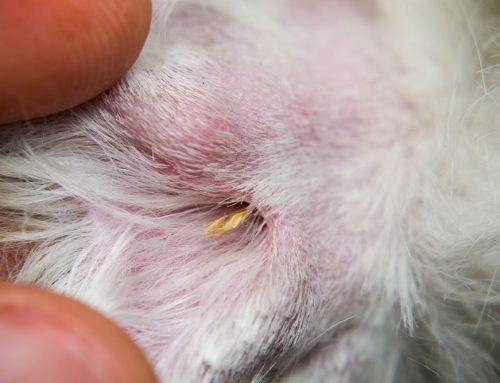 How Grass Awns Can Harm Your Pet