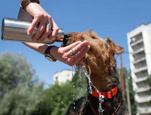 Keeping Your Pets Safe from the Summer Heat