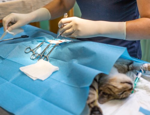 Spay or Neuter? How to Make the Best Choice for Your Pet’s Health