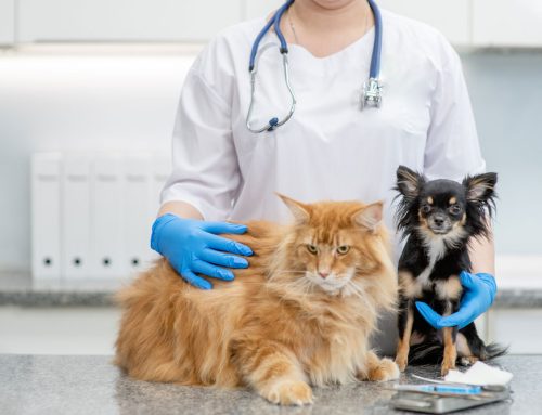 Emergency Physical Exam for Pets: Signs Your Dog or Cat Is in Trouble