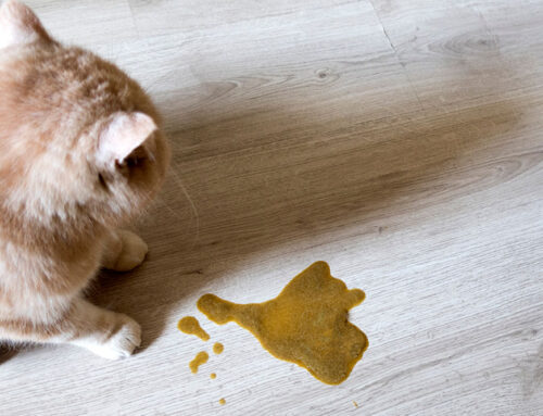 Common Causes of Vomiting in Cats and When to Call the Vet