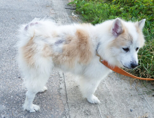 Hypothyroidism and Hyperthyroidism in Pets: Symptoms and Care