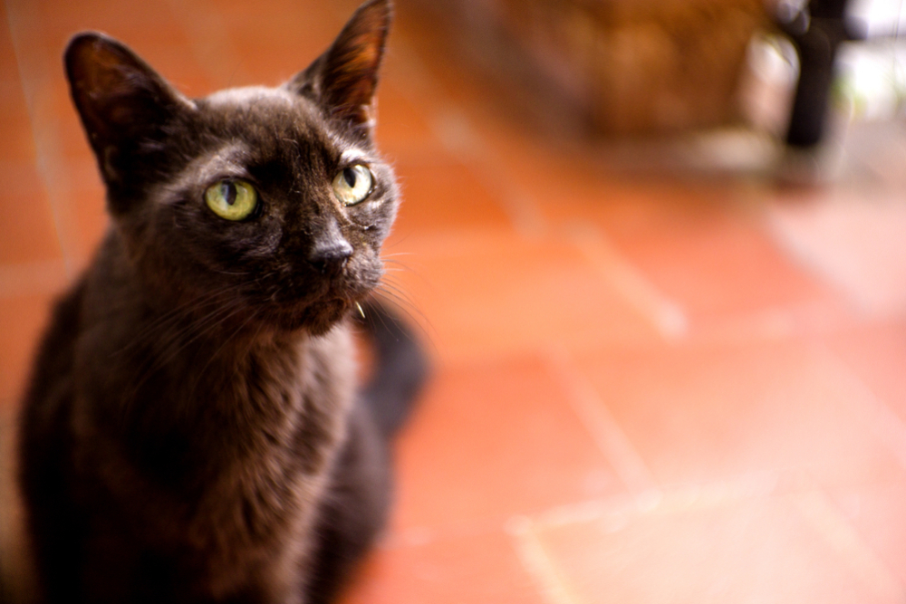 lderly black cat with alert eyes, representing thyroid health in older cats and illustrating conditions such as hypothyroidism and hyperthyroidism, including symptoms like weight changes, coat condition changes, and metabolic imbalances.