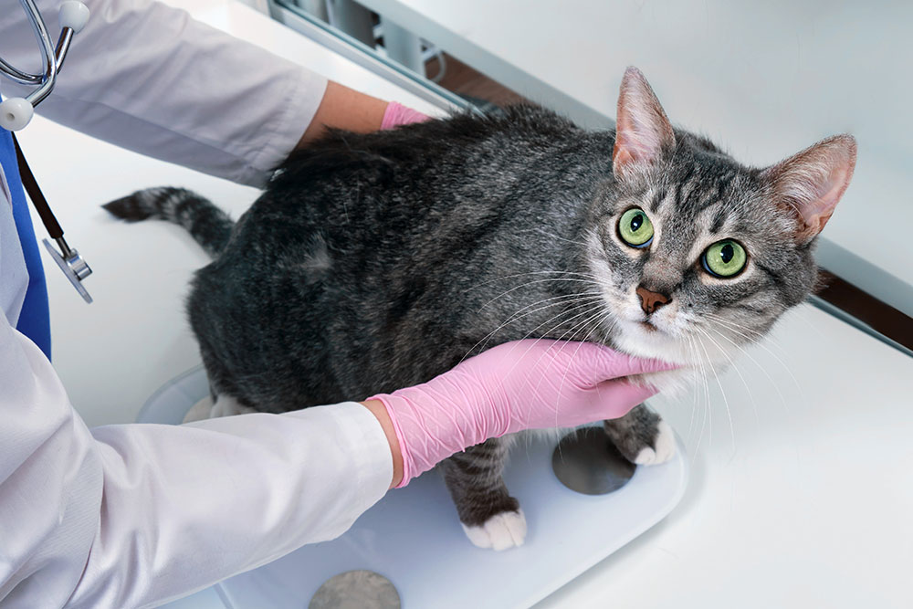 A grey tabby cat being held by a veterinarian wearing pink gloves during an exam.