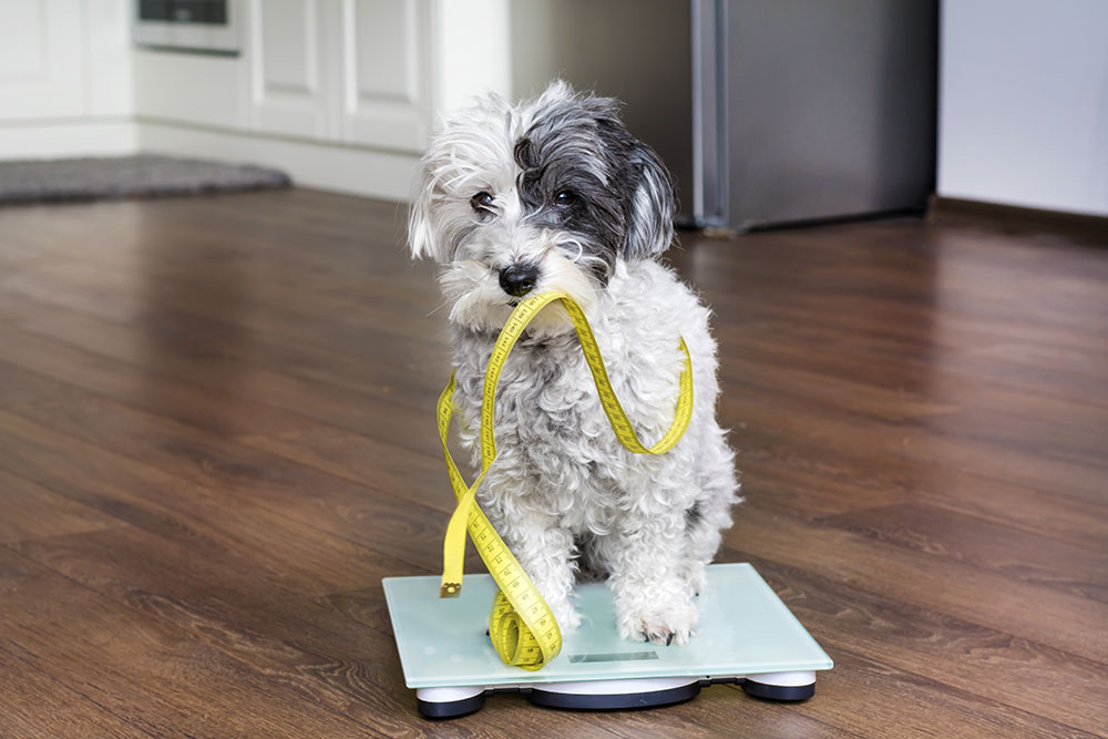 A small black and white dog sitting on a glass digital scale with a yellow measuring tape in its mouth.
