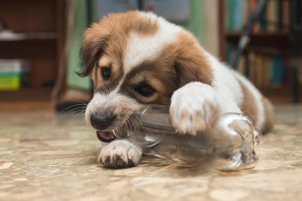 Adorable brown and white puppy chewing on a clear plastic water bottle on a tiled floor.