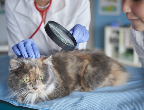 Alopecia in Dogs & Cats: Endocrine vs. Dermatologic Causes