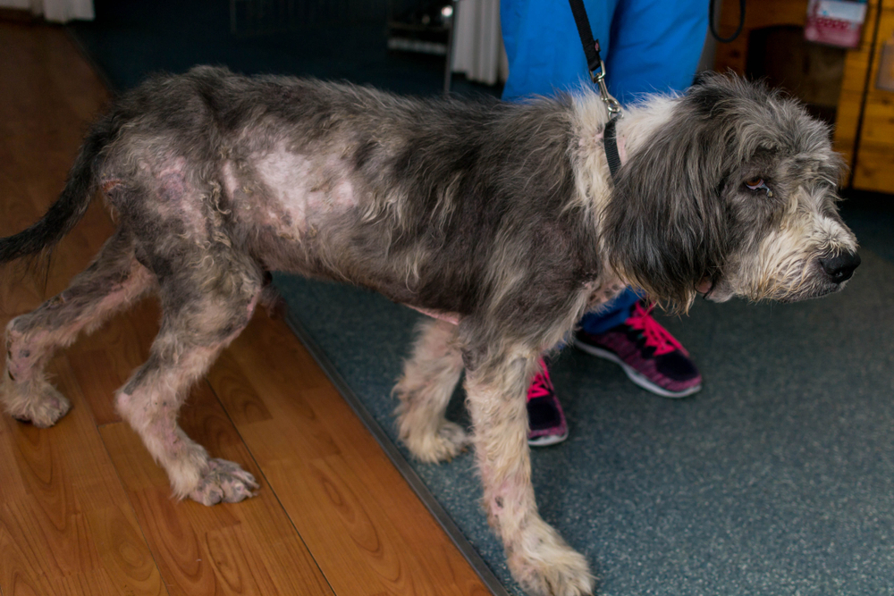 Thin gray dog with patchy fur standing on a leash indoors.