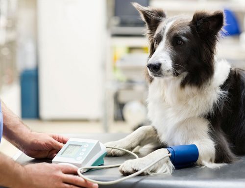 Senior Screening: Blood Pressure, Thyroid, and X-Rays