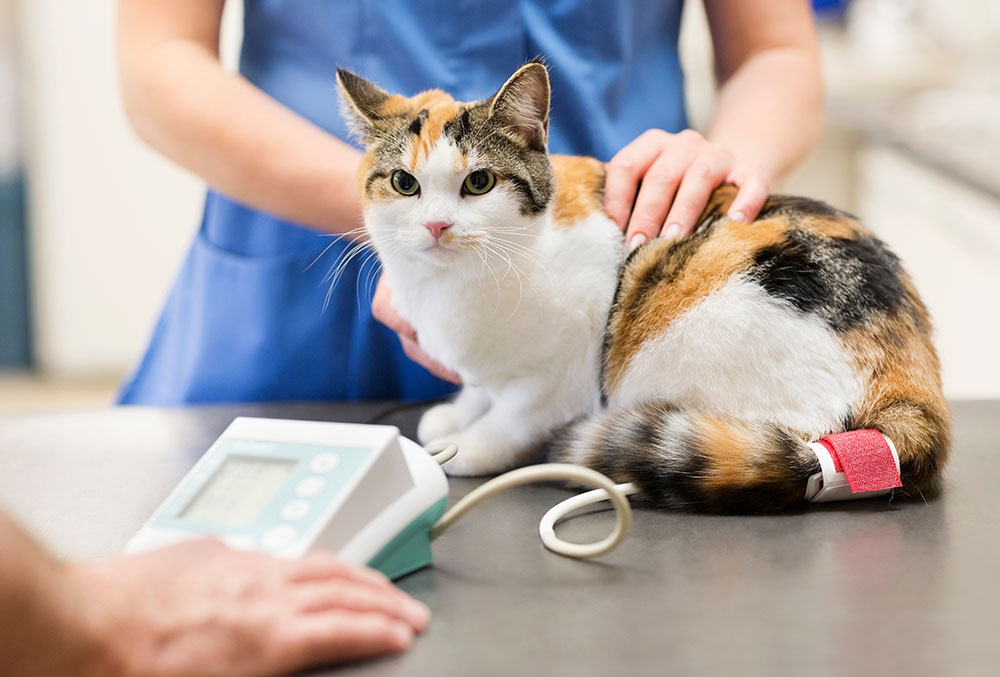 A calico cat sits calmly on a veterinary exam table while a veterinarian gently holds it in place, with a monitoring device attached to its leg and medical equipment nearby in a clean clinic setting.