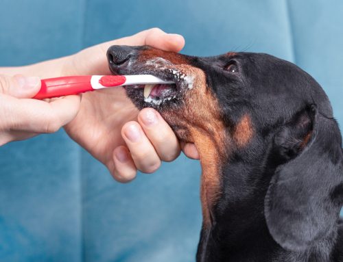 Dental Home Care That Works: Brushes, Wipes, and Gels