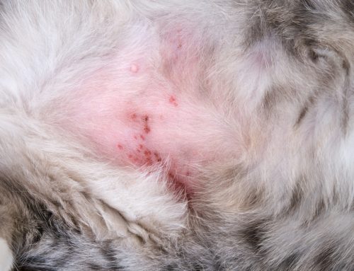 How Do I Keep My Pet’s Allergies From Turning Dangerous?