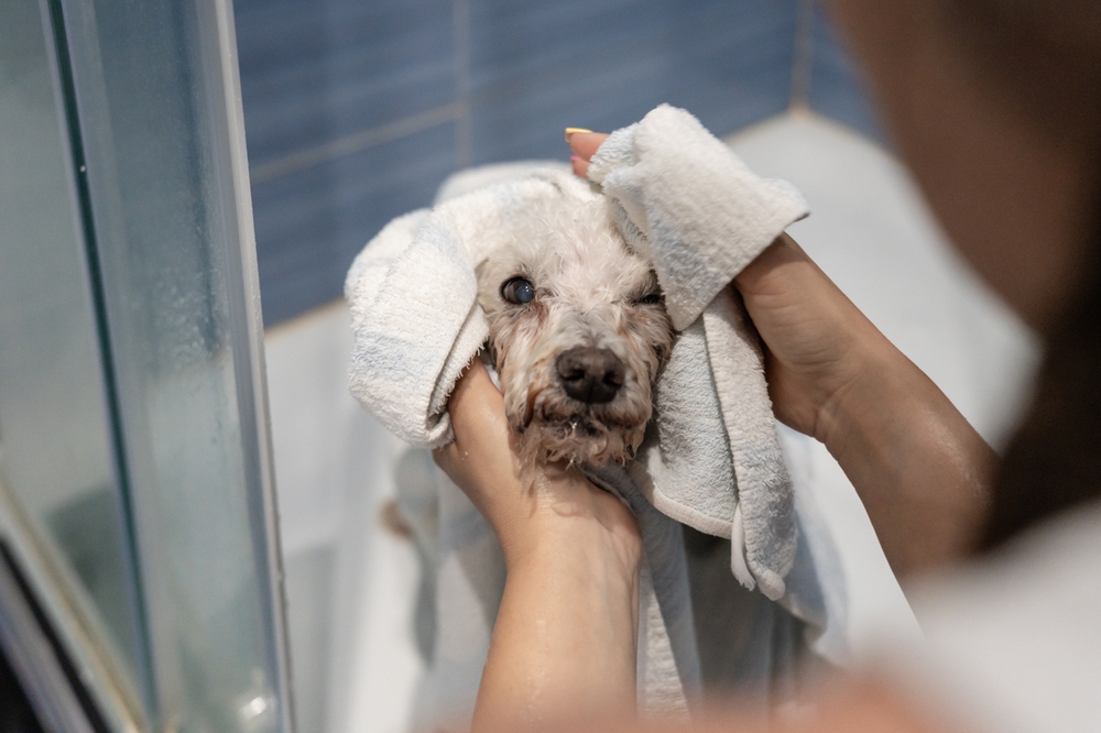 Wet Poodle being dried with a towel after a bath.